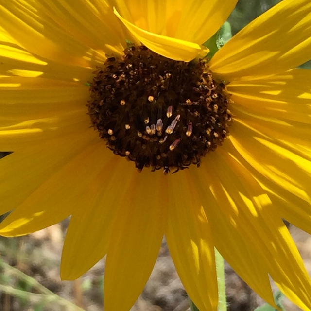 Sunflower at Mojave River Forks 